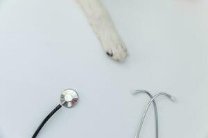 chien chiot border collie pattes et stéthoscope isolé sur fond blanc. petit chien à la réception chez le médecin vétérinaire de la clinique vétérinaire photo