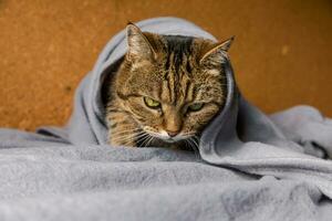 drôle de chat tigré domestique arrogant allongé sur un canapé sous un plaid à l'intérieur. chaton se reposant à la maison en se cachant au chaud sous une couverture par temps froid d'automne automne hiver. concept d'humeur hygge de la vie des animaux de compagnie. photo