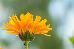 Jaune calendula fleur proche en haut. photo