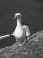 le allemand île de helgoland photo