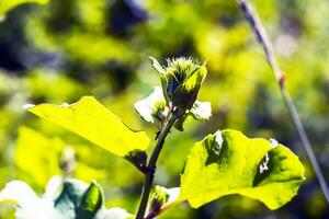 arctium lappa. arctium lappa, plus grand bardane, comestible bardane, lappa, mendiants boutons, épineux bavure, ou content Majeur est une eurasien espèce de les plantes dans le famille astéracées. photo