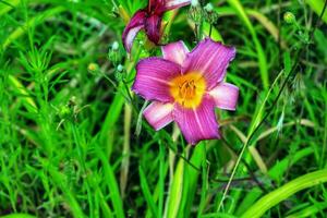 épanouissement hémérocalle fleurs ou hémérocalles fleur, fermer sur une ensoleillé journée. le beauté de un ornemental fleur dans le jardin photo