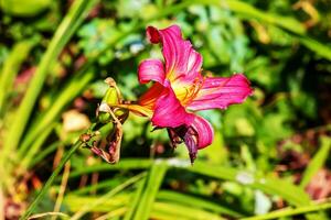 épanouissement hémérocalle fleurs ou hémérocalles fleur, fermer sur une ensoleillé journée. hémérocalles noir faucon rituel. le beauté de un ornemental fleur dans le jardin photo