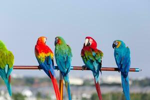 proche en haut de coloré écarlate ara perroquet animal de compagnie perche sur perchoir branche avec bleu clair ciel Contexte photo