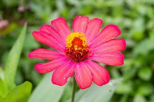 zinnias fleurissant dans le jardin. cette fleur a une couronne de fleurs très fine et rigide semblable à une feuille de papier. zinia se compose de 20 espèces de plantes photo