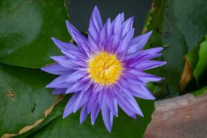 bleu violet lotus fleurs bleu nénuphar avoir Jaune étamines. le prend fin de le violet étamines sont pris à proche gamme. magnifique couleurs sont communément grandi. photo