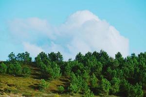 arbres dans le paysage naturel de montagne à bilbao en espagne photo