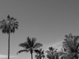 teneriffe île dans Espagne photo