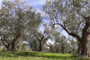 oliviers de ligurie photo