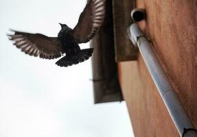 oiseau avec large aile propager en volant près le bâtiment photo