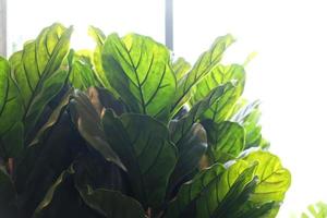 figuiers à feuilles de violon. plante artificielle en pot à la maison. photo