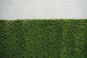 mur végétal de feuilles vertes. clôture de mur d'arbre vert avec mur de béton. ficus annulata ou banian. photo