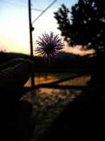 vue de le magnifique bleu et Orange ciel et le silhouette de une fleur photo