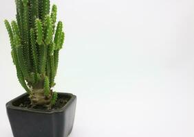 cactus les plantes dans petit des pots photo