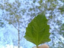 vue de une feuille de au dessous de dans une jardin photo