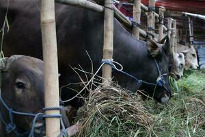 vaches sont en mangeant herbe photo