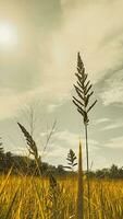 vue de Jaune riz des champs avec grand herbe et des nuages photo