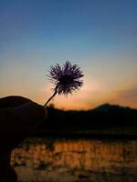 vue de le magnifique bleu et Orange ciel et le silhouette de une fleur photo