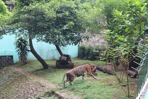 une tigre vivant dans une cage à zoo photo