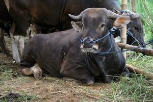 gros noir vache photo