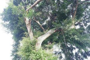 arbre dans le forêt tropicale, proche en haut de arbre branches et feuilles photo