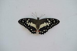 papillon sur le blanc mur. papilio machaon photo