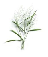 une bouquet de herbe sur une blanc Contexte photo