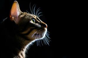 portrait de une Bengale chat sur une noir Contexte génératif ai photo