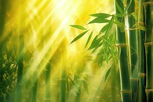 vert bambou des arbres contre bleu rayons de soleil photo