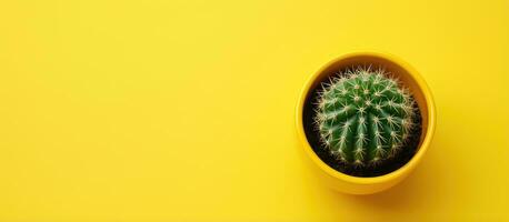 cactus dans Jaune pot vu de au dessus sur Jaune Contexte photo