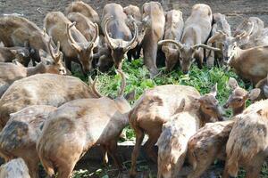 cerf dans le cultiver, fermer de photo, la nature séries photo