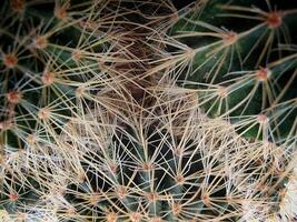 proche en haut photo de cactus