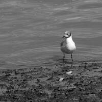 noir à tête mouette permanent sur le des eaux bord photo