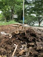 champignons dans arbre tronc photo