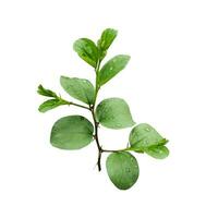 prune feuilles plante isolé sur blanc arrière-plan, une plante avec l'eau gouttelettes sur il photo