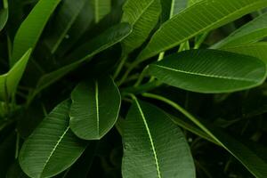 proche en haut tropical vert feuilles Contexte. photo