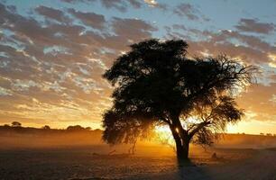 tropical mer le coucher du soleil arbre ciel vue Contexte photo