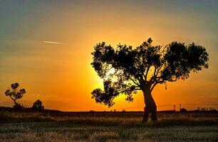 tropical mer le coucher du soleil arbre ciel vue Contexte photo