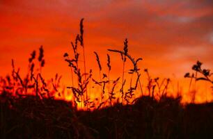 tropical mer le coucher du soleil arbre ciel vue Contexte photo