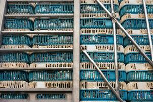 poulets transport dans à l'étroit cage empilés sur une un camion photo