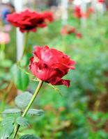 rouge Rose Frais dans jardin photo