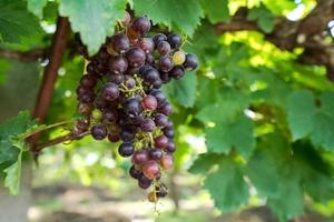 vignoble aux raisins mûrs en campagne, raisins violets accrochés à la vigne