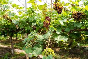 Vignoble avec raisins blancs en campagne, grappes de raisin ensoleillées accrochées à la vigne