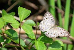 gris pensée papillon perché sur causonis trifolié feuille. magnifique junonie atlites papillons photo