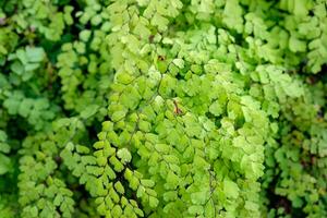 jeune fille cheveux fougère adiantum sp vert feuille brillant photo