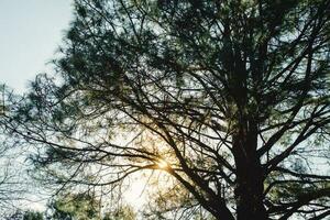 ombre grand arbre branche à le coucher du soleil photo