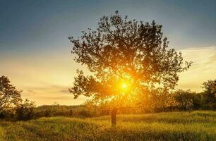 tropical mer le coucher du soleil arbre ciel vue Contexte photo