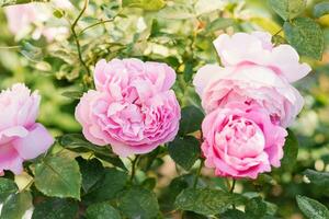 buisson de rose Rose Marie Rose dans le jardin. fermer de une Floraison photo