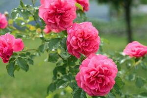rose escalade Rose grandit dans le jardin dans été photo
