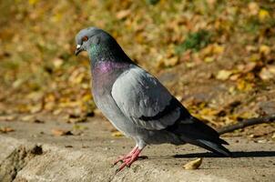 pigeon. Colombe portrait dans l'automne parc photo